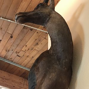 Tsessebe Wall Mount Taxidermy