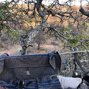 South Africa Hunting