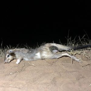 Spring Hare Hunting South Africa