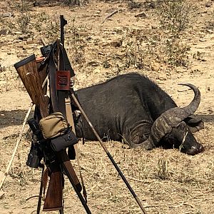 Cape Buffalo Hunt Zimbabwe