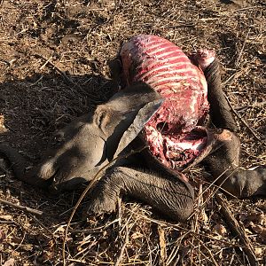 Baby Elephant killed by a Lion