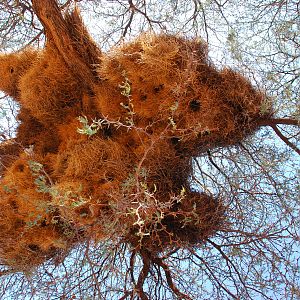 A sociable weaver bird nest in Namibia