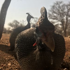 Guineafowl South Africa