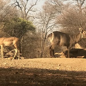 Impala & Waterbuck South Africa