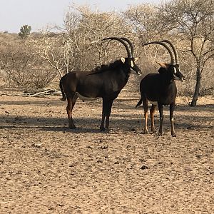 Sable Antelope South Africa