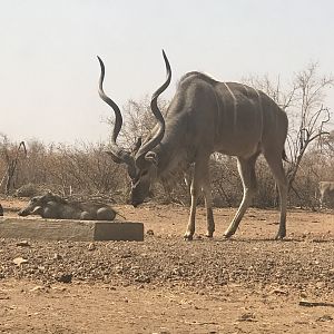 Kudu South Africa