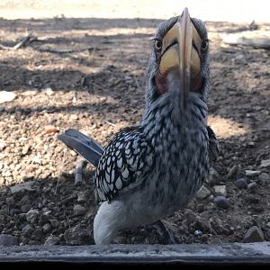 Southern Yellow-billed Hornbill South Africa