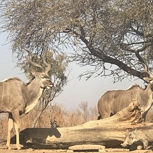 Kudu South Africa