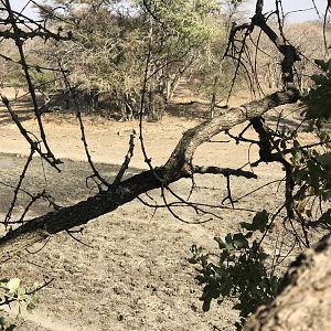 View of Hide from Tree