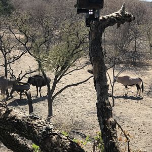 View of of animals from Hide in Tree