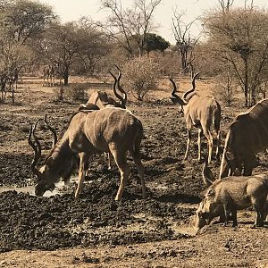 Kudu South Africa