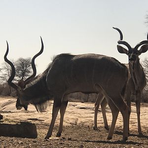 Kudu South Africa