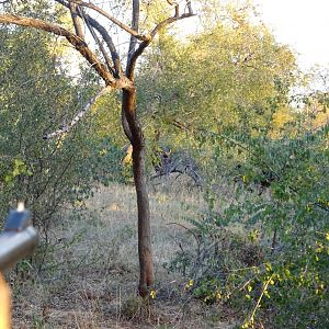 Cape Buffalo in the thick cover