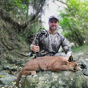 South Africa Bow Hunting Caracal