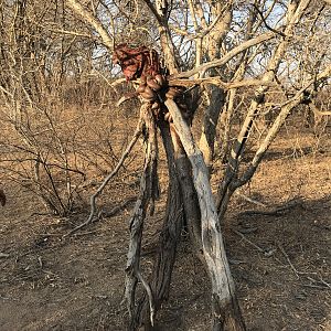 Buffalo Bow Hunting South Africa