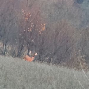 Deer in Missouri USA