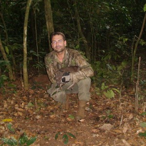 One of the smallest antelopes, Blue Duiker, Cameroon 2009