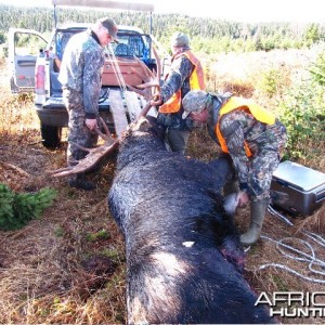 My oh my how a moose can make a dual cab Ford F350 look like a matchbox toy