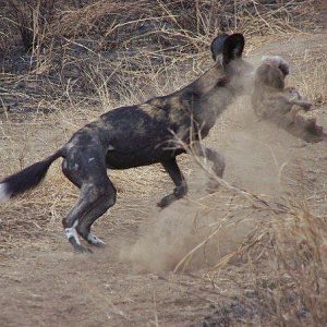 Wild dog in Masailand