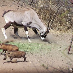 Angry Gemsbok