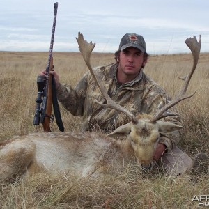 Fallow Deer