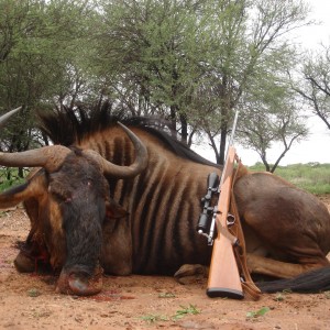 Blue Wildebeest hunt