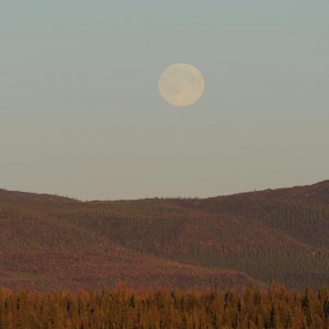 Alaska Moose Hunting Evenings