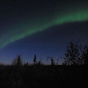 Alaska Moose Hunting Evenings