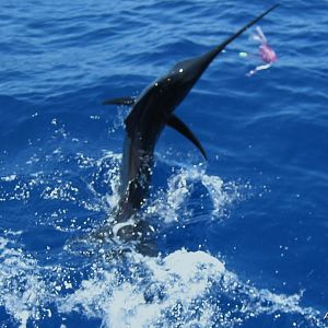 Texas Sailfish Jumping to Freedom