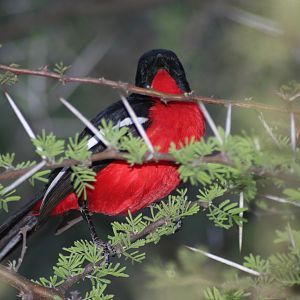 Redbreasted Blackbird