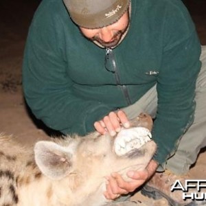 Hyena in Limpopo RSA