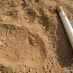 Hyena track