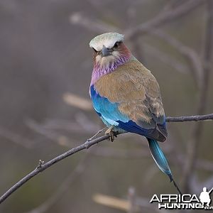 Lilac Breasted Roller Bird