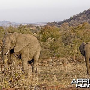 Elephant