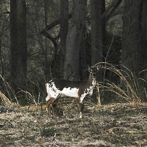 White Deer