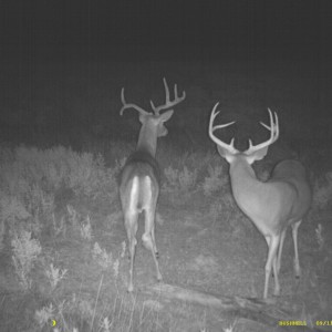 Trailcam picture