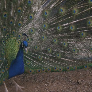 Peacock