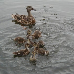 Mom and kids having a friendly family swim Pelican Lake WI