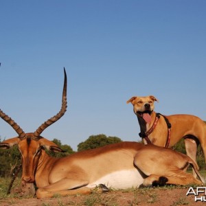 Christmas Day impala