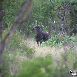 Blue Wildebeest