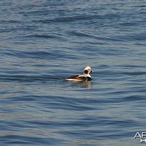 Drake Oldsquaw on Lake Ontario