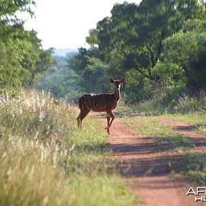 Nyala