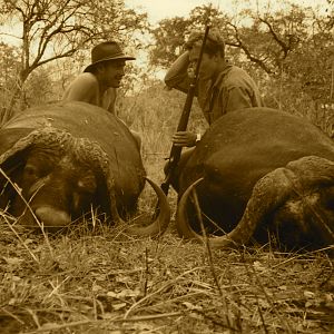 Hunting Buffalo in Tanzania