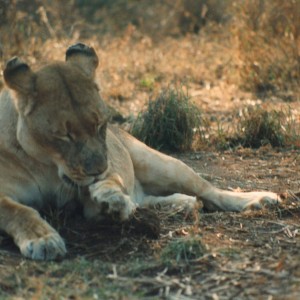 Lioness Zimbabwe