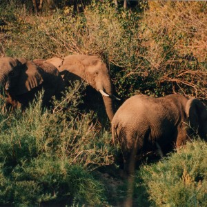 Elephant Zimbabwe