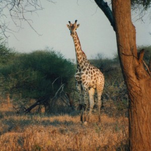 Giraffe Zimbabwe