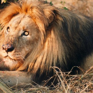 Lion Zimbabwe