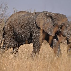 Strolling Elephant