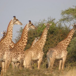 Tanzania Giraffes