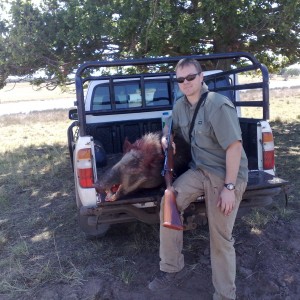 Bushpig hunted in Mpumalanga South Africa